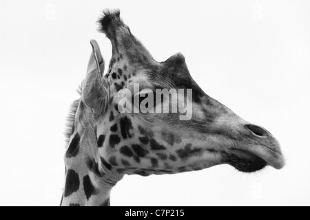 Giraffa Rothschild (latino: Giraffa camelopardalis rothschildi), Aka Baringo Giraffe, Fota Wildlife Park, Co Cork, Irlanda Foto Stock