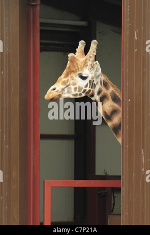 Giraffa Rothschild (latino: Giraffa camelopardalis rothschildi), Aka Baringo Giraffe, Fota Wildlife Park, Co Cork, Irlanda Foto Stock