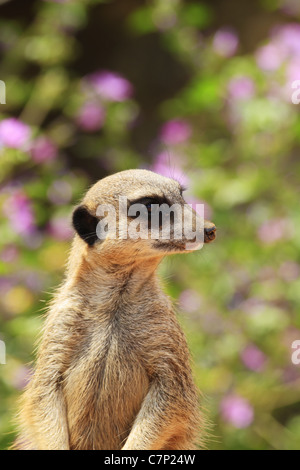 Un meerkat sta di guardia in mezzo ai fiori d'estate a Port Lympne animale e Wildlife Park nel Kent, Inghilterra. Foto Stock