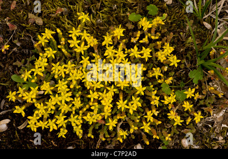 Mordere Stonecrop, Sedum acre, in fiore; Breckland Foto Stock