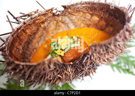 Cotta ricci di mare shell Foto Stock