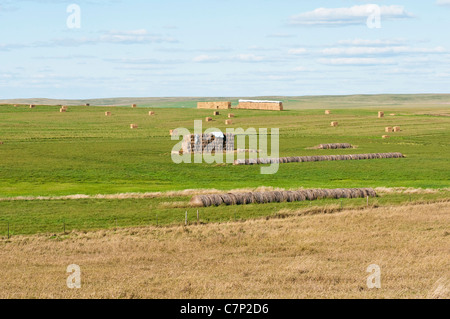 Alfalfa in balle quadrate sono impilati per la memorizzazione in un campo di erba medica in Sud Dakota. Foto Stock