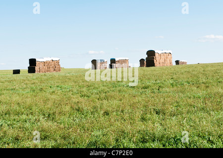 Alfalfa in balle quadrate sono impilati per la memorizzazione in un campo di erba medica in Sud Dakota. Foto Stock