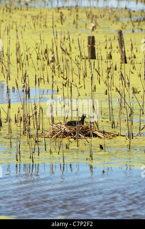 American Coot seduta sul nido in una palude, Saskatcewan Canada. Foto Stock