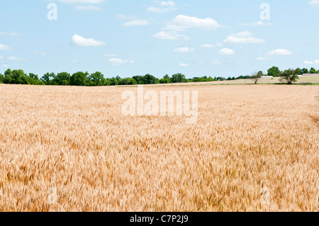 Un raccolto maturo di frumento è indicato nel campo con il bianco puffy nuvole nel cielo azzurro. Foto Stock