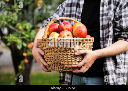 L'agricoltore che detiene le mele raccolte in un cesto di vimini. Foto Stock
