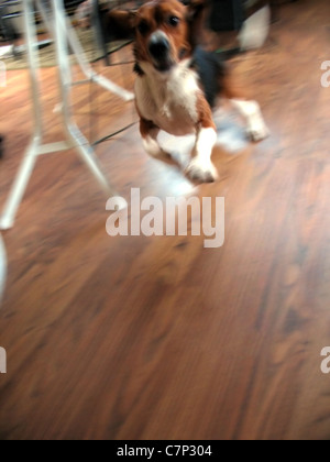 Una razza beagle in esecuzione come un piccolo uomo pazzo intorno alla casa. Foto Stock