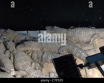 Alcuni Gator in Florida sdraiati su un bacino galleggiante Foto Stock