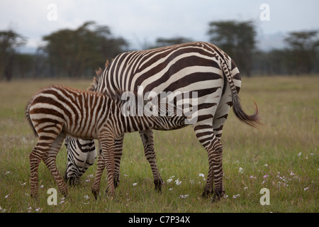 La Burchell Zebra vitello bere da esso della madre, Grande Rift Valley Lake Nakuru National Park, Kenya, Africa Foto Stock