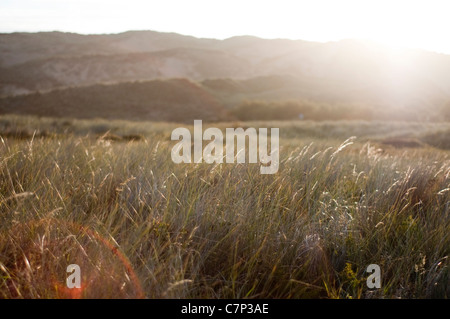 Lo spettacolo del sole che splende su erbe e dune di sabbia sulla costa in Gwithian Cornovaglia Foto Stock