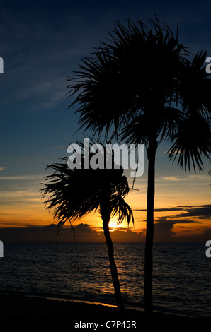 Silhouette di palme all alba di una Riviera Maya beach resort Messico Foto Stock