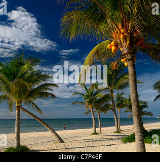 Palme di cocco sulla Riviera Maya Beach con un pareggiatore di lone Messico resort Foto Stock