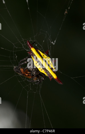 Gasteracantha doriae spinosa, orb-weaver spider alimentare sul web catturati in preda. Foto Stock