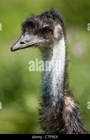 L'Uem Dromaius novaehollandiae Captive ritratto adulti Marwell zoo, REGNO UNITO Foto Stock