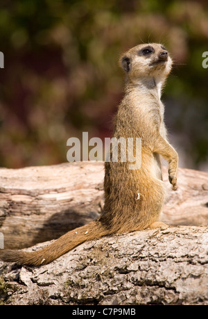 Snello -Tailed Meerkat Suricata suricatta Captive singolo adulto seduto su un log Marwell Zoo, REGNO UNITO Foto Stock