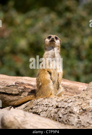 Snello -Tailed Meerkat Suricata suricatta Captive singolo adulto seduto su un log Marwell Zoo, REGNO UNITO Foto Stock