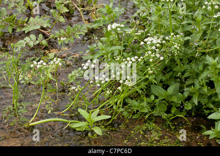 Acqua di fiume-dropwort. Oenanthe fluviatilis nel fiume Piddle, Dorset. Foto Stock