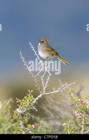 Verde-tailed Towhee Pipilo chlorurus Lago Mono, California, Stati Uniti 14 può cantare per adulti. Emberizidae Foto Stock
