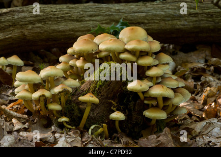 Ciuffo di zolfo funghi Hypholoma fasciculare, sui morti o moribondi di legno. Hants. Foto Stock