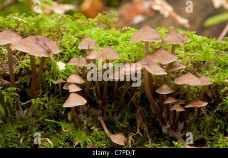 Ciuffo densa di cluster di cofano funghi Mycena inclinata, sul vecchio tronco di quercia. Wilts Foto Stock