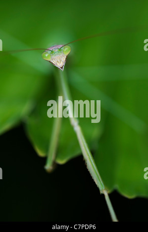 Mantide religiosa su un Palm frond in India Foto Stock