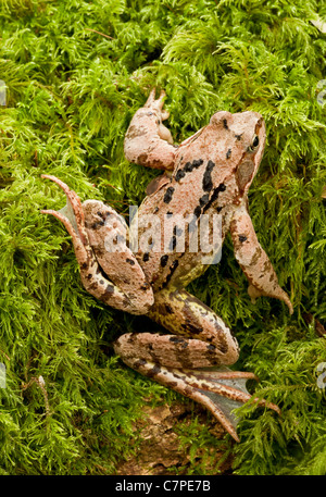 Rana comune, rana temporaria sul registro di muschio in antico bosco. Wilts. Foto Stock