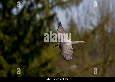 Wanderfalke Foto Stock