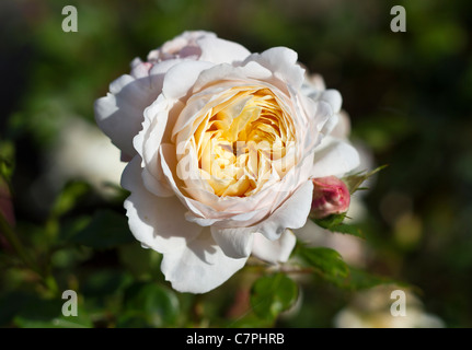 Crocus Rose (Ausquest) sul display a Port Sunlight, Wirral, England, Regno Unito Foto Stock