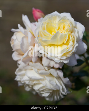 Crocus Rose (Ausquest) sul display a Port Sunlight, Wirral, England, Regno Unito Foto Stock