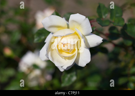 Crocus Rose (Ausquest) sul display a Port Sunlight, Wirral, England, Regno Unito Foto Stock