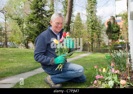 Uomo anziano fiori da taglio in cortile Foto Stock