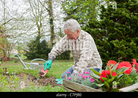 Uomo anziano piantare fiori nel cortile posteriore Foto Stock