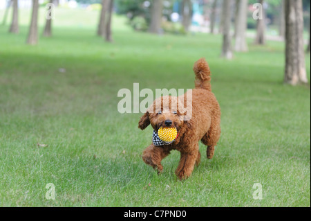 Marrone cane barboncino tenendo una palla in bocca e in esecuzione sul prato Foto Stock