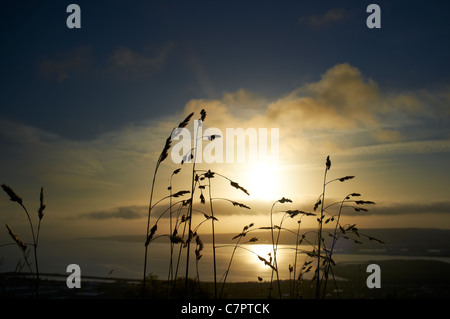 Vista di Belfast Lough e County giù dalla collina di grotta di sunrise con erba selvatica in primo piano Foto Stock