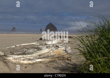 Ampia spiaggia aperta su Oregon Coast Foto Stock