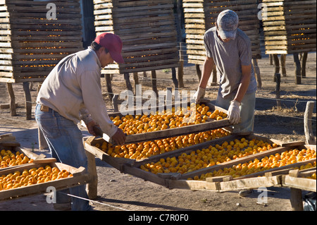 Pesche diffusione mettere sulla cremagliera essiccazione, San Rafael, Argentina Foto Stock