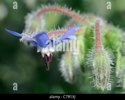 Il fiore di una pianta di borragine Foto Stock