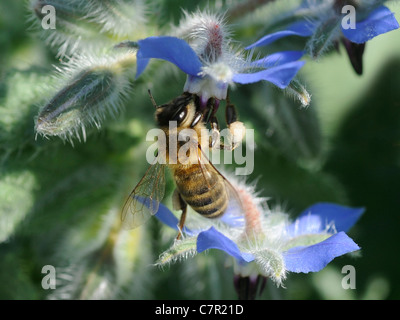 Una vespa in cerca di nettare su un fiore di borragine, su un impianto di borragine Foto Stock