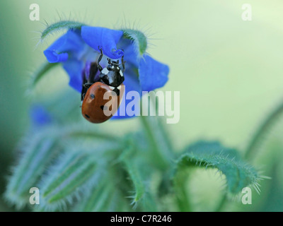 Una coccinella su un fiore di borragine, da una foglia di borragine Foto Stock