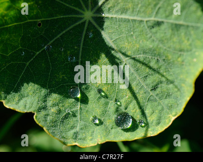 Gocce di acqua su una foglia i Nasturzi Foto Stock