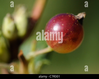 Un unico dessert rosso Uva spina su un uva spina boccola Foto Stock