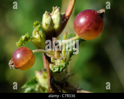 Giovane poco dolce bambino uva spina su un uva spina fruitbush Foto Stock