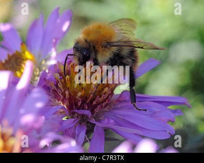 Un'ape raccoglie il nettare da un fiore di colore viola. Foto Stock