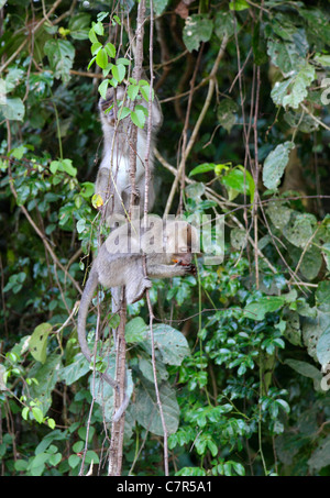 Lunga coda Macaque lungo il fiume Kinabatangan, Sabah Borneo, Malaysia Foto Stock