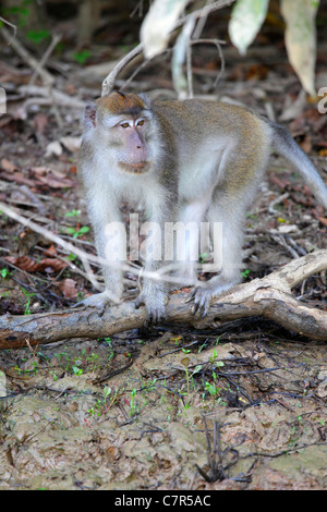 Lunga coda Macaque lungo il fiume Kinabatangan, Sabah Borneo, Malaysia Foto Stock