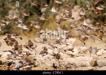 Gregge di Red-headed finches (Amadina erythrocephala), Kgalagadi Parco transfrontaliero, Sud Africa Foto Stock