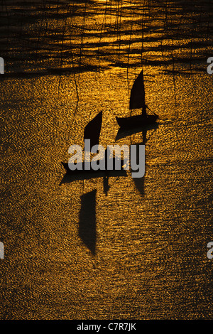 Barche a vela vela per mezzo di canne di bambù per essiccare le alghe, il Mar della Cina orientale, Xiapu, provincia del Fujian, Cina Foto Stock