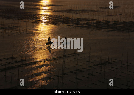 Barche a vela vela per mezzo di canne di bambù per essiccare le alghe, il Mar della Cina orientale, Xiapu, provincia del Fujian, Cina Foto Stock