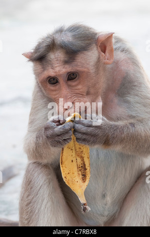 Macaca radiata . Cofano femmina scimmia macaco mangiare una banana. India Foto Stock