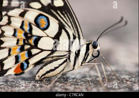 Papilio demoleus . Farfalla di lime Foto Stock